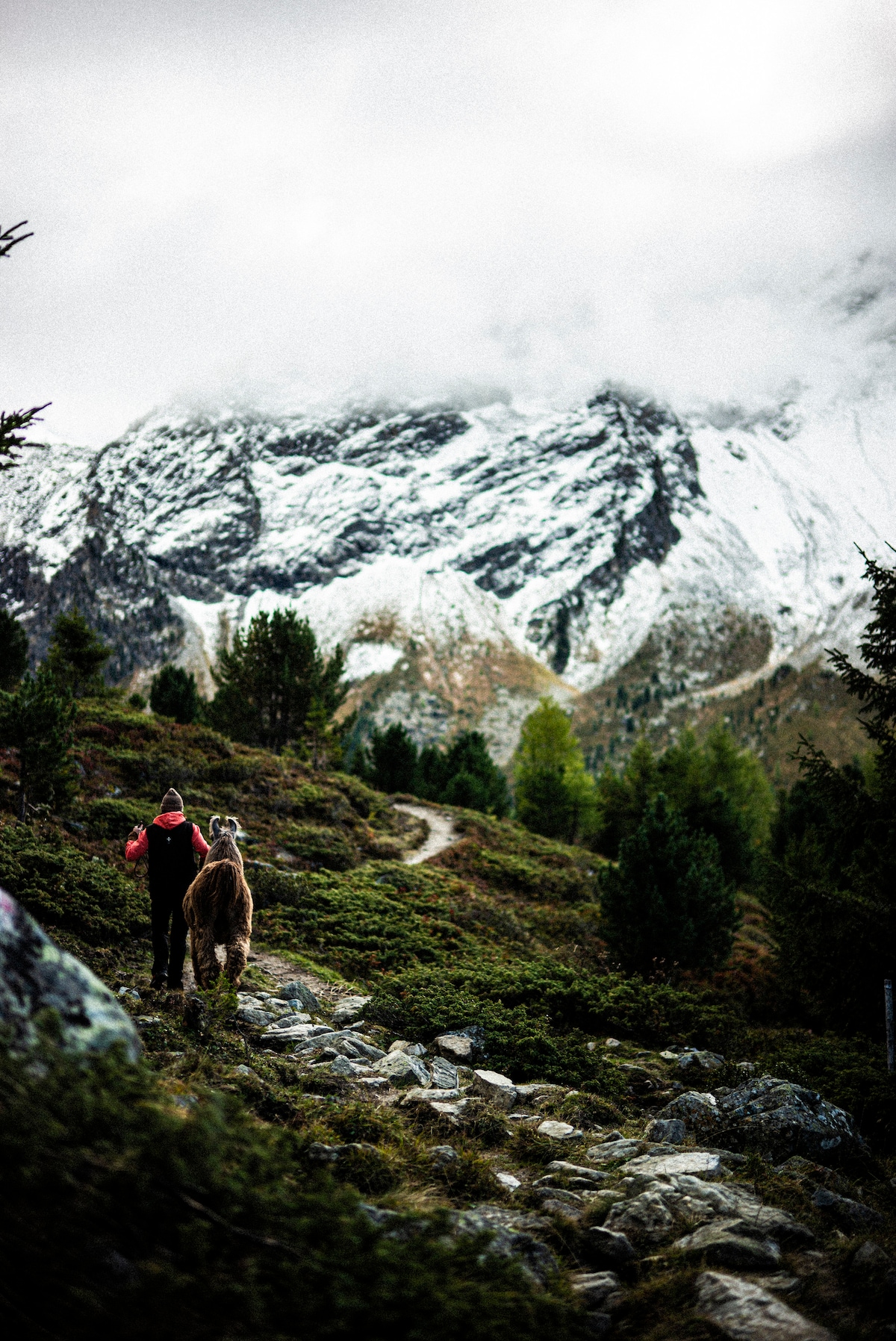 Day tour Beutelkopf 1795 Lamas Serfaus-Fiss-Ladis