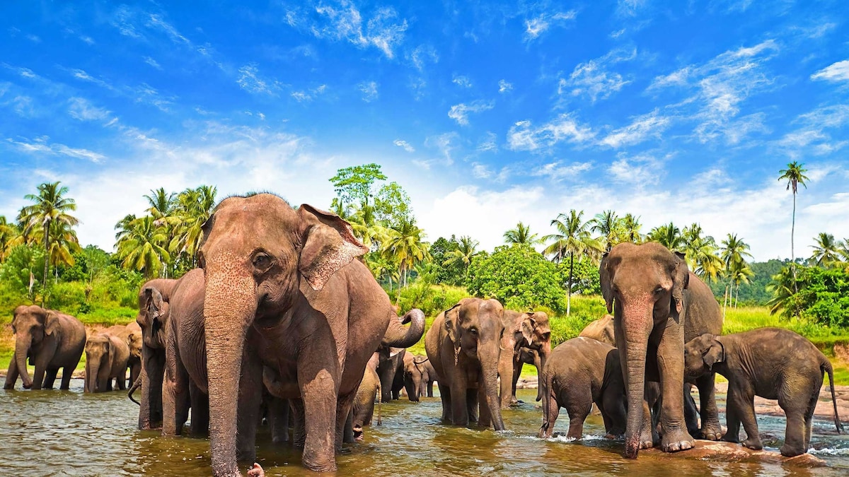 Nuwara Eliya to Kandy: Ultimate Hill Country tour