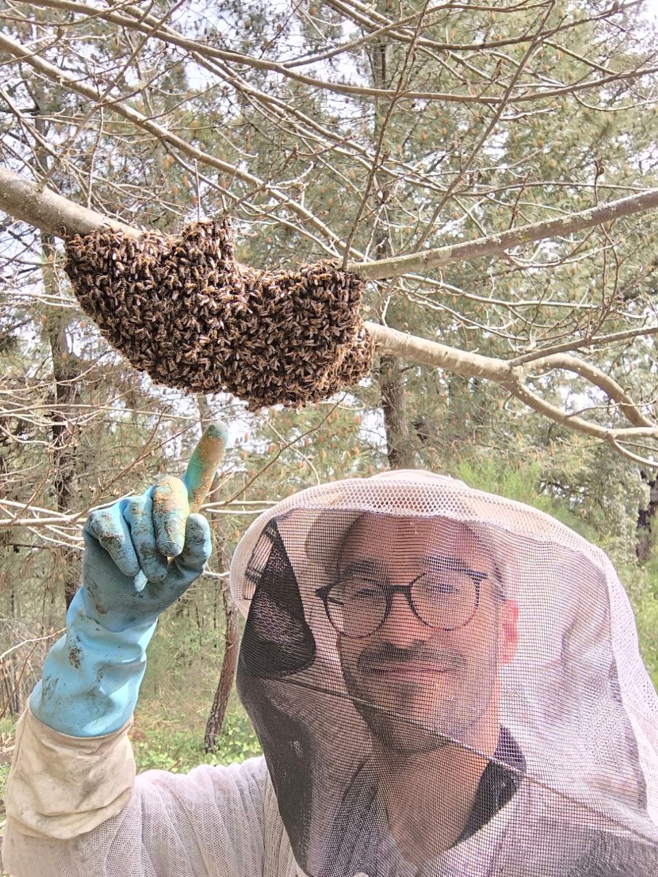 Bee Guardians: Be a guardian of bees