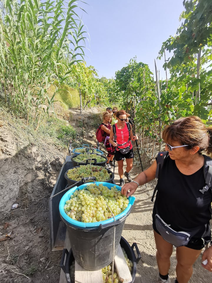 Explore Ischia by tasting the typical products