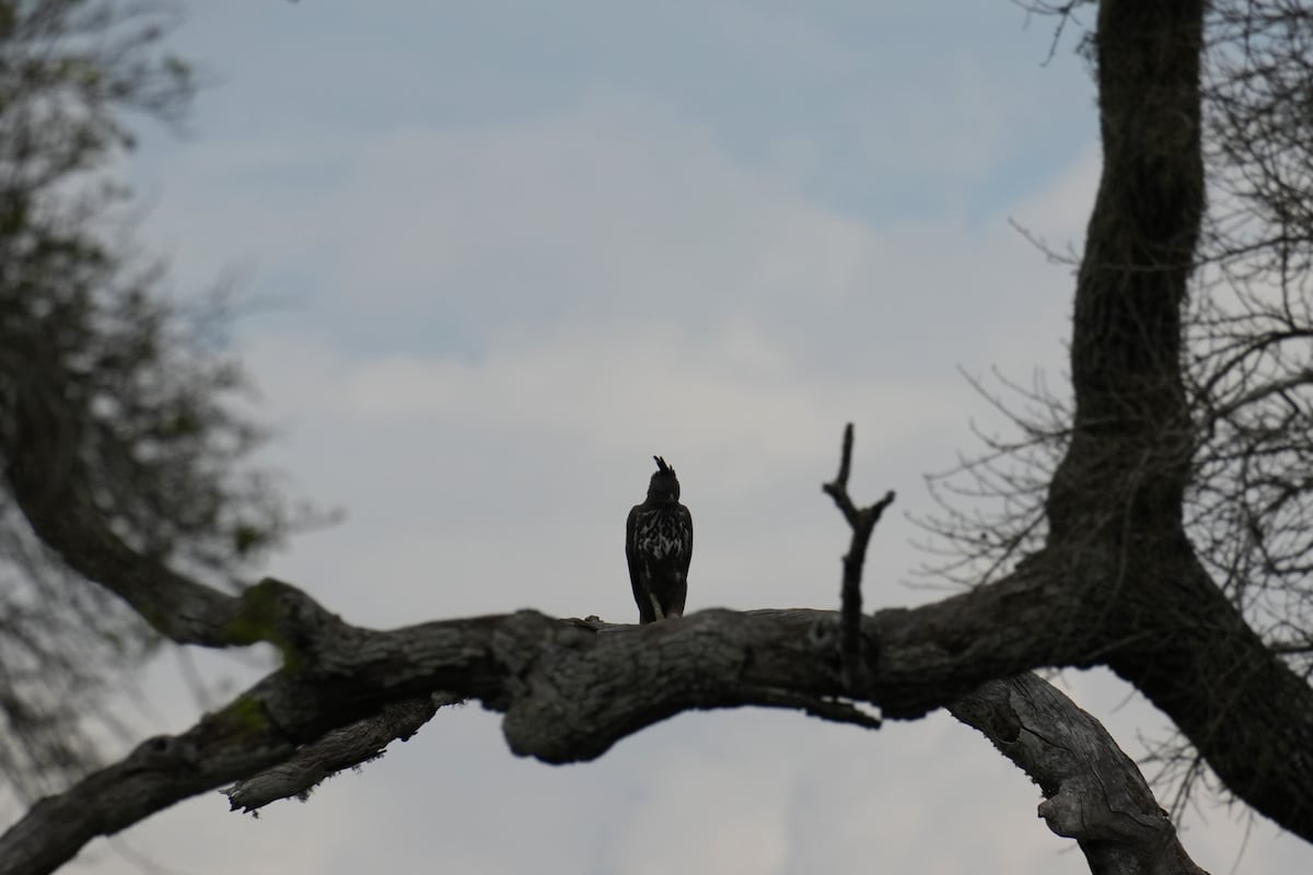 Yala Safari Private Tours from Hambantota Port