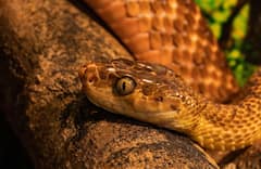 Explore the Jungle After Dark: Expert Reptile Tour