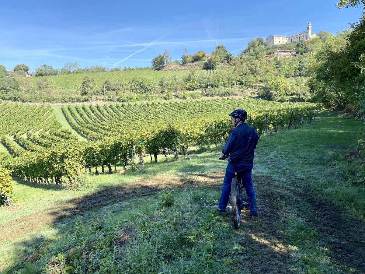 E-bike tour of the Berici Hills and wine tasting
