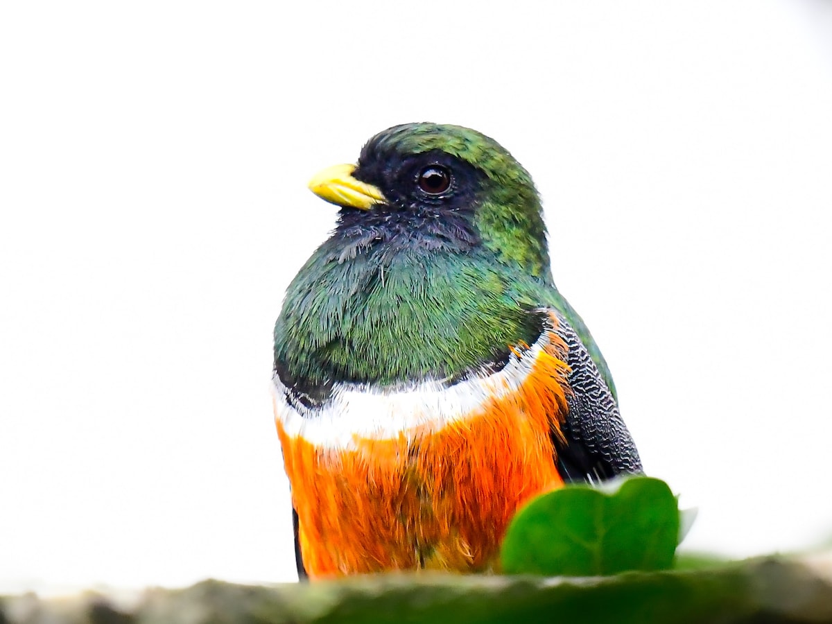 Birdwatching tour in Bajos de Toro