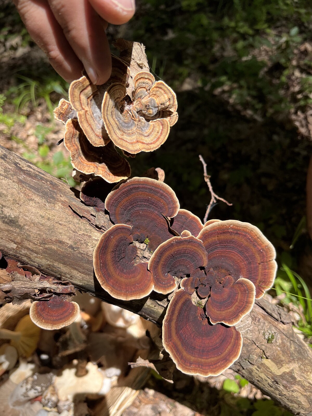 Mushroom Spotting Forest Walk Near Bucharest