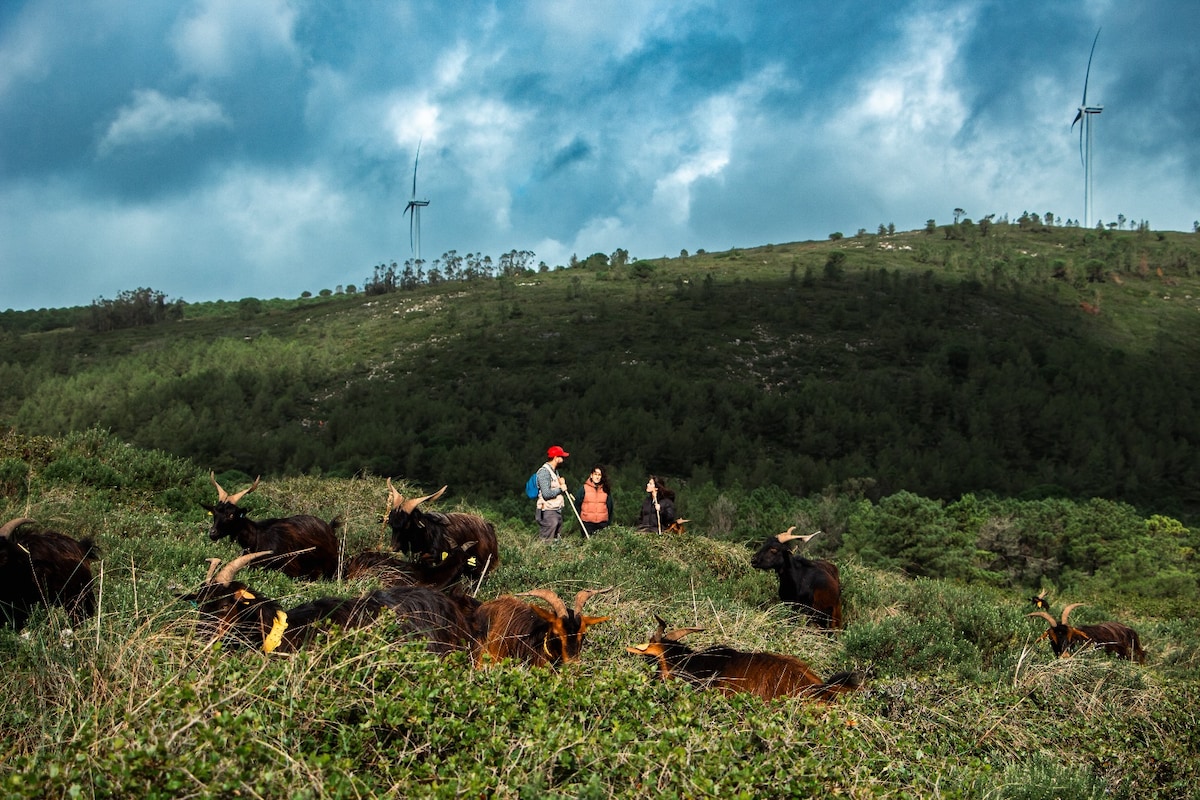 Shepherd for a Morning