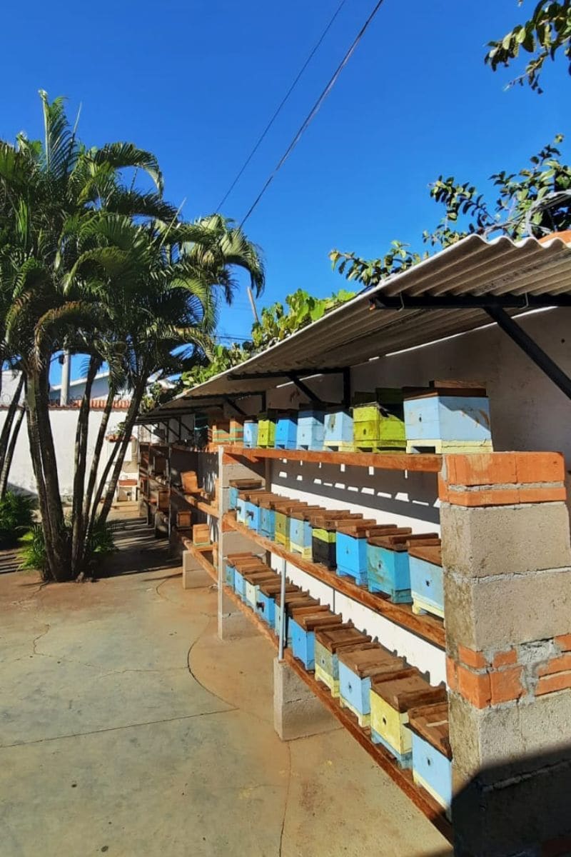 Meet the Fantastic World of Stingless Bees