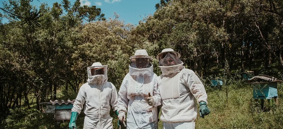 Discover the secret world of bees