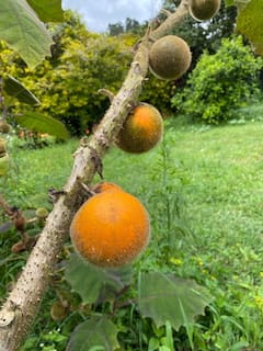 Experiencia mágica de jugos de jardín: frutas exóticas