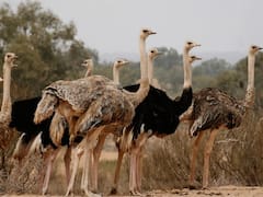 6 שעות של ספארי ברכב שטח והרפתקת איביס קירח צפוני