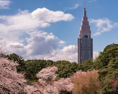 新宿御苑樱花漫步