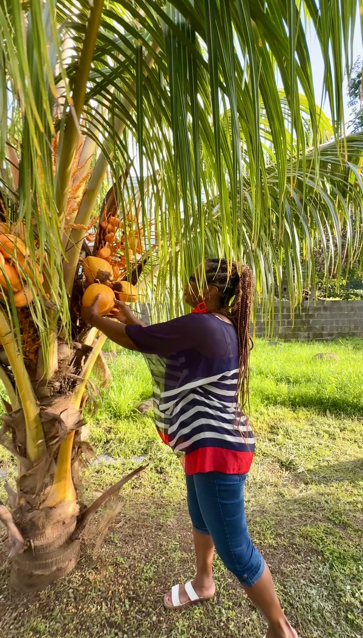 Fruit Tour on a Private Estate and BBQ Picnic