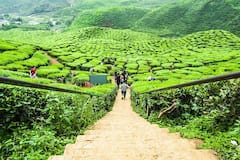 卡梅伦高地一日游：茶、景观和自然