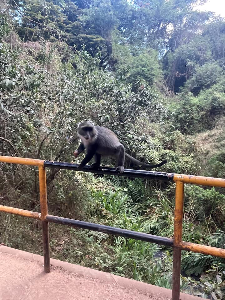 ओलोलुआ नेचर ट्रेल फॉरेस्ट एस्केप