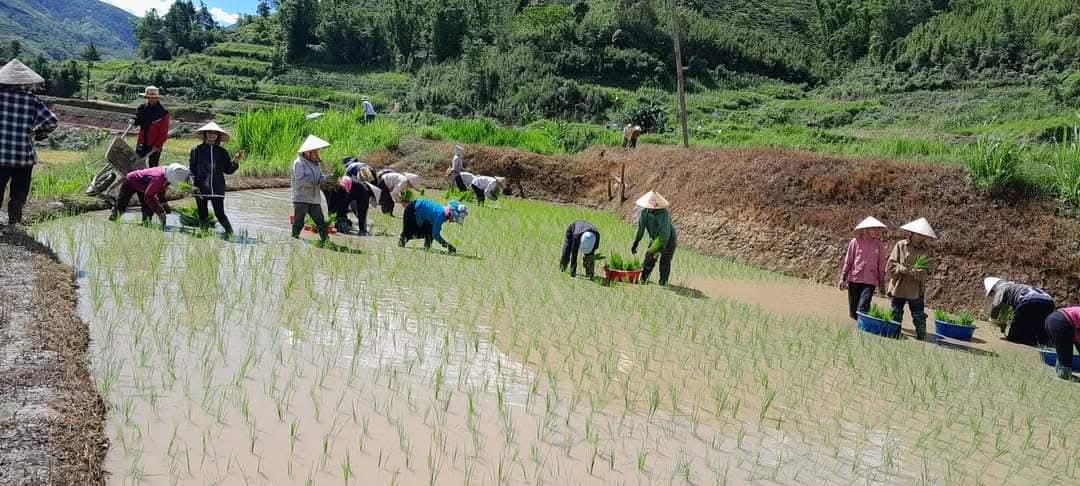 Rice cultivation in Vietnamese mountains