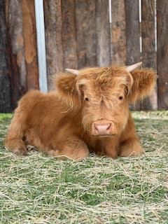 Conoce a las vacas Highland en una granja privada
