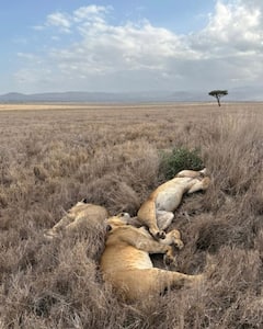 Excursión de un día al Parque Nacional de Tarangire: safaris en grupo