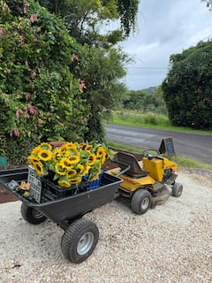 Bloomhill Estate Sunflower Farm Tour