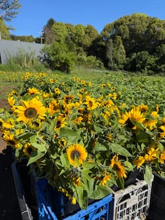 Bloomhill Estate Sunflower Farm Tour