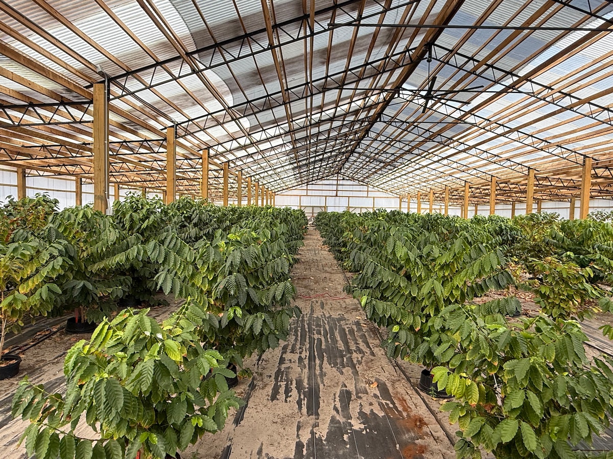 Florida Coffee Farm & Roasting Experience