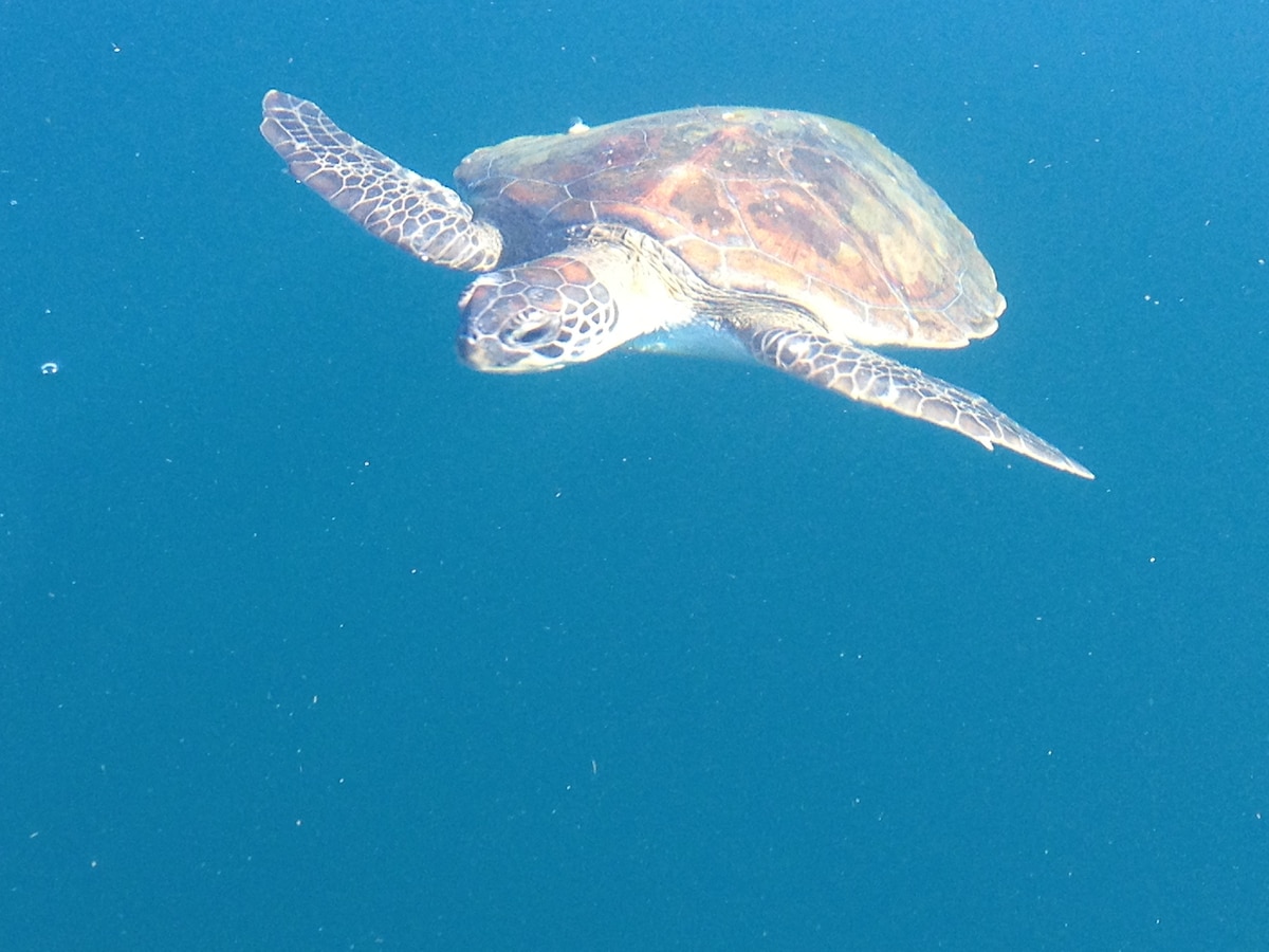 Boambee Surf Adventures - Sharing the Stoke