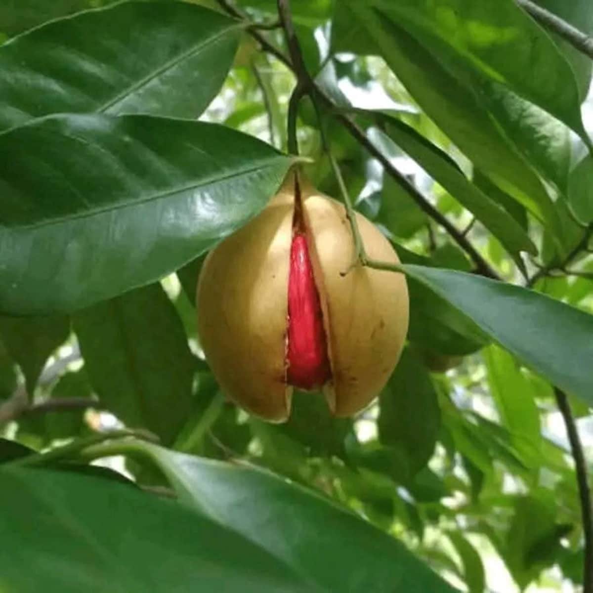 Discover Zanzibars spice farm secrets