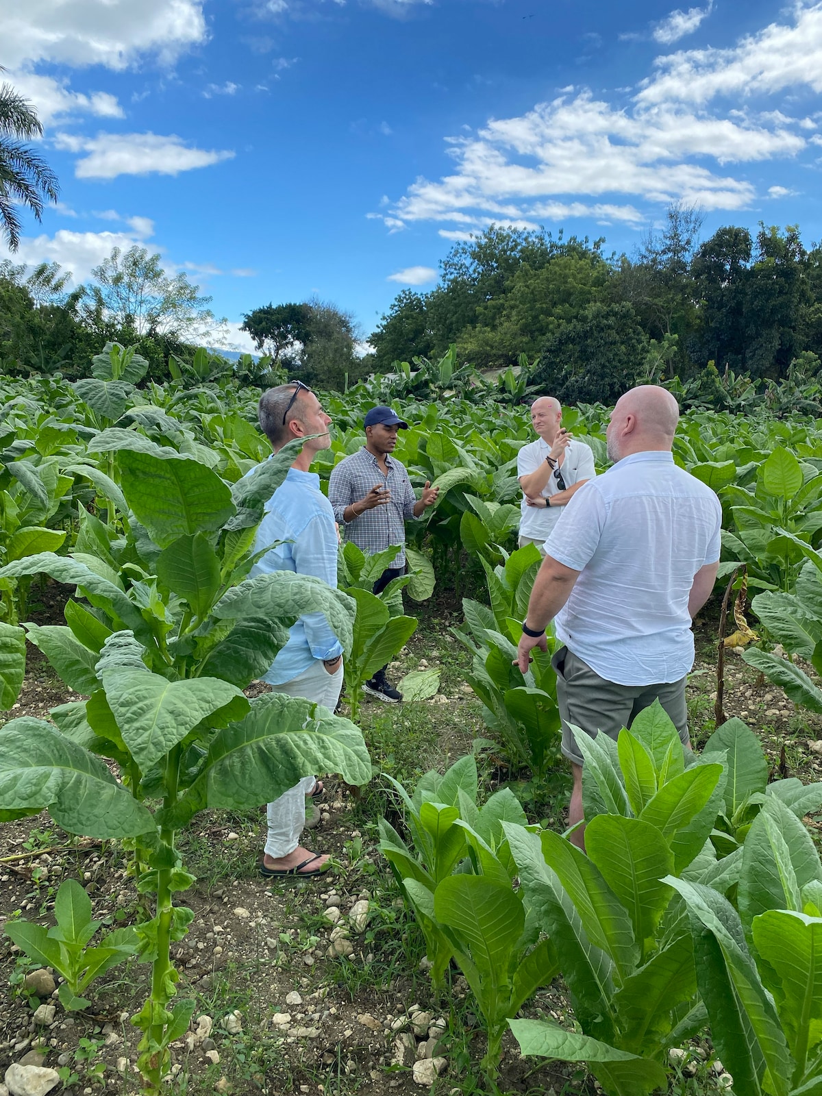 Cigar Experience in Santiago - Factory & Farm Tour
