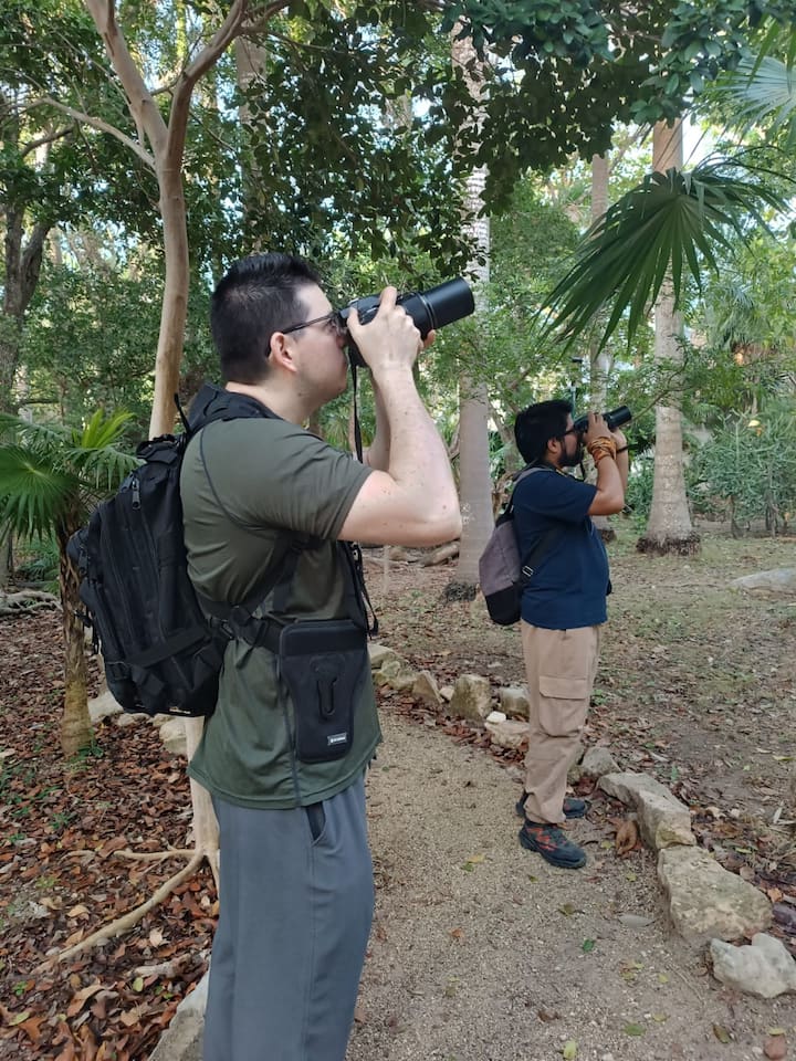 Ჩიტების დაკვირვება პლაია-დელ-კარმენი