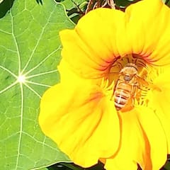 Hands-On Beekeeping & Honey Tasting in Hawaii