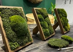 在木框架中制作保存苔藓艺术品