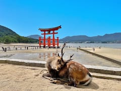 宫岛之旅：日本最美景点之一