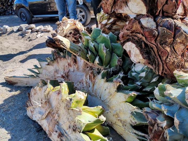Meskali, kultura dhe traditat e Oaksakës së thellë