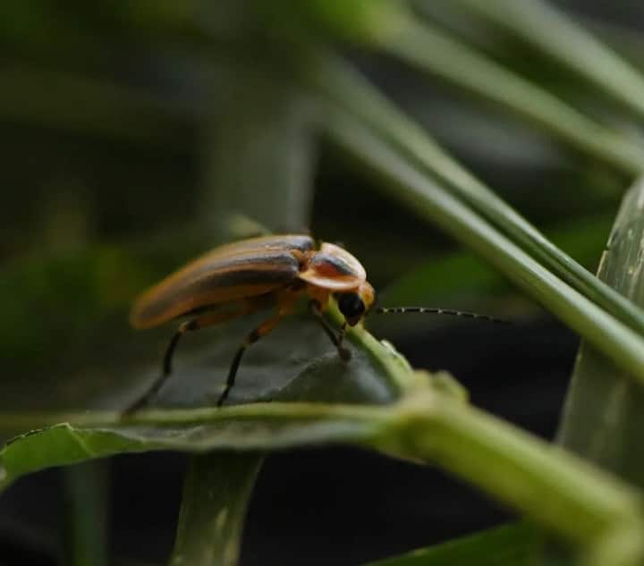 Საღამოს გასეირნება ციცინათელების ჯადოსნურ გარემოცვაში