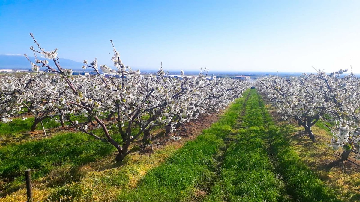 Explore the beauty of the orchards