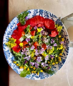 采集和烹饪野生植物