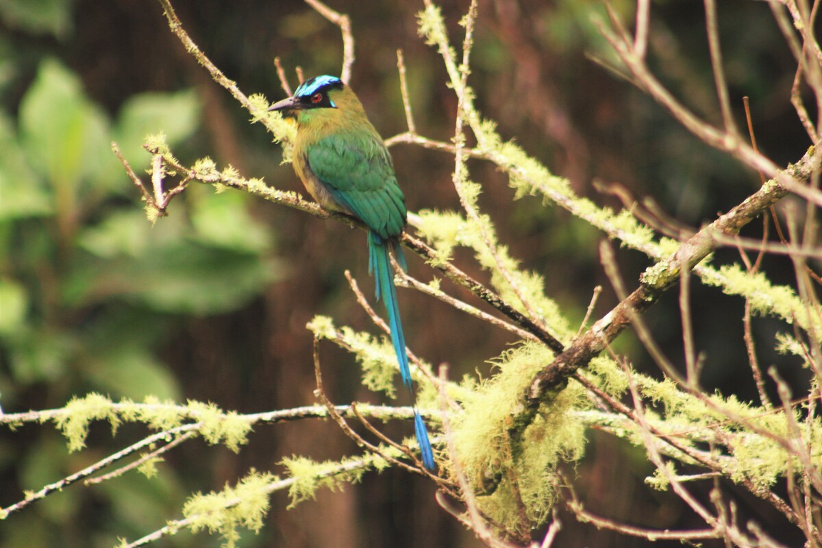Birdwatching with a specialist