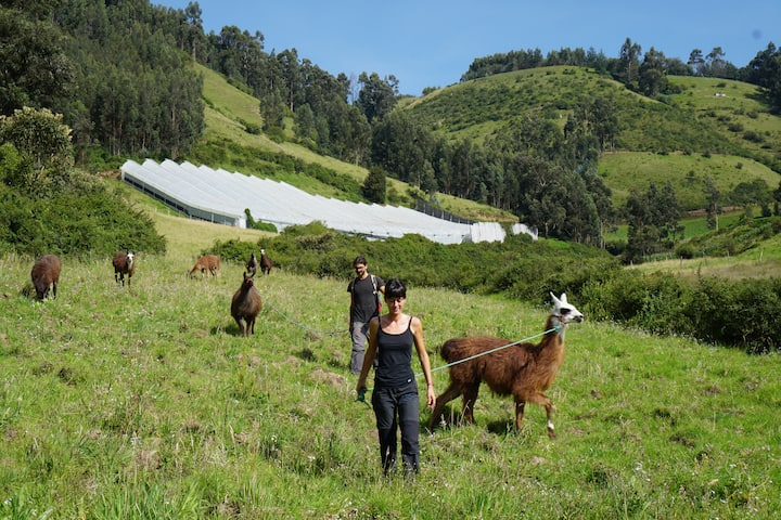 ანდებში ლამების ოჯახთან ერთად ლაშქრობა