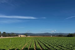 Experiencia de paella: clase de cocina en el campo