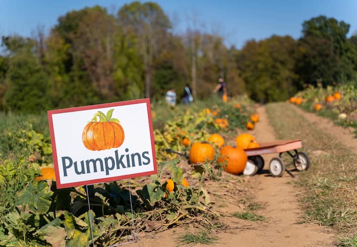 დააგემოვნეთ უძველესი ვარიანტის ვაშლები ისტორიულ ფერმაზე