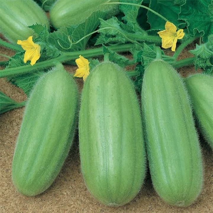 एका कृषी तज्ज्ञासोबत स्थानिक चवींचा आस्वाद घ्या