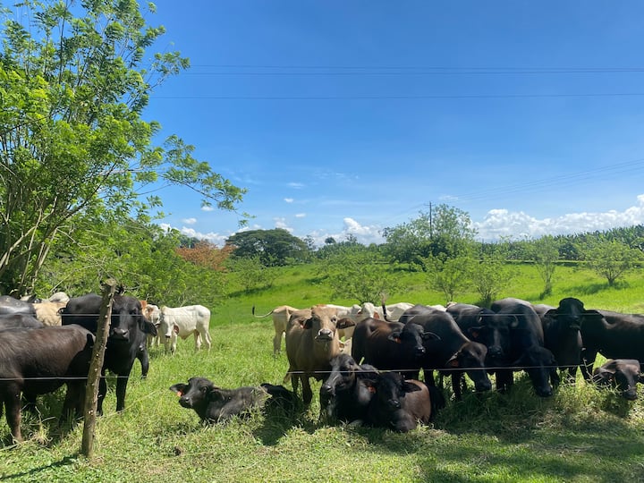 Ganadería regenerativa y estilo de vida rural