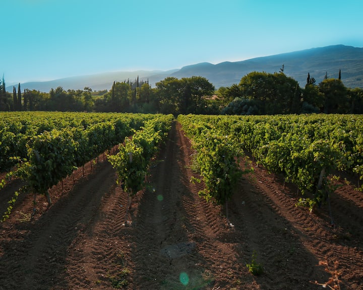 Kuonja mvinyo wa Kigiriki wa Boutique huko Nemea na mhudumu wa mvinyo