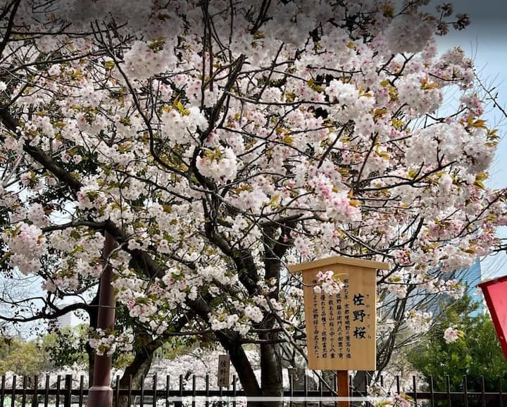Rare Reserved pass Osaka Mint Bureau Sakura,Picnic