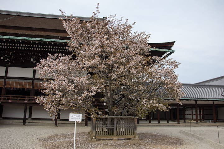 აღმოაჩინეთ კიოტოს საიმპერატორო სასახლე და ნიჯოს ციხესიმაგრე
