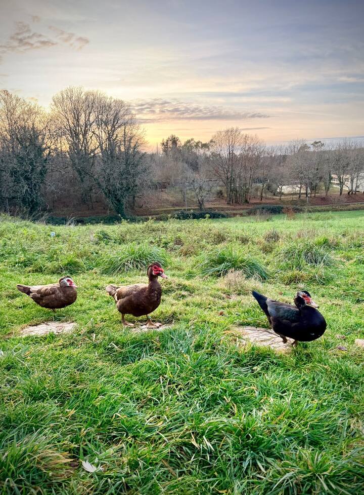 Meet the Chickens, Ducks, and Geese