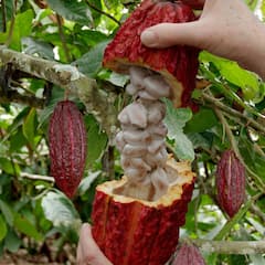 Cacao Experience: Cata Sensorial de Cacao Peruano