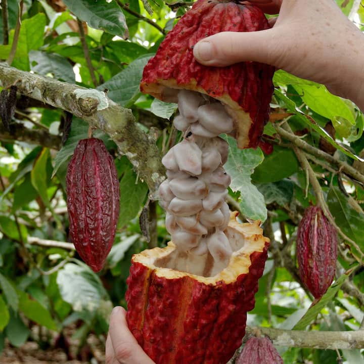 Cacao Experience: сетивно дегустиране на перуанско какао