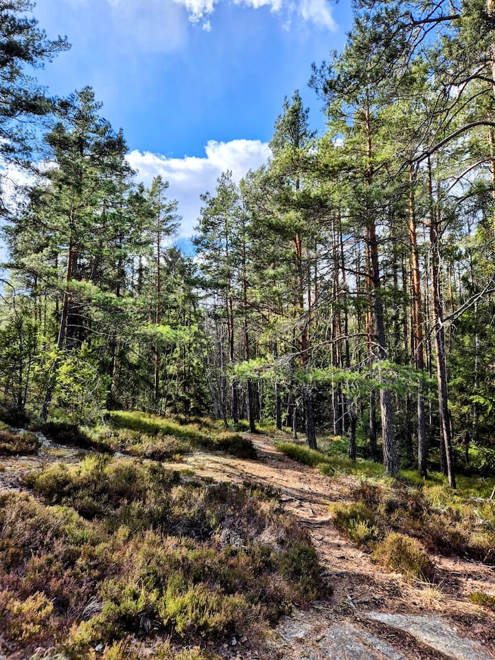 Paseo por los bosques suecos con un científico