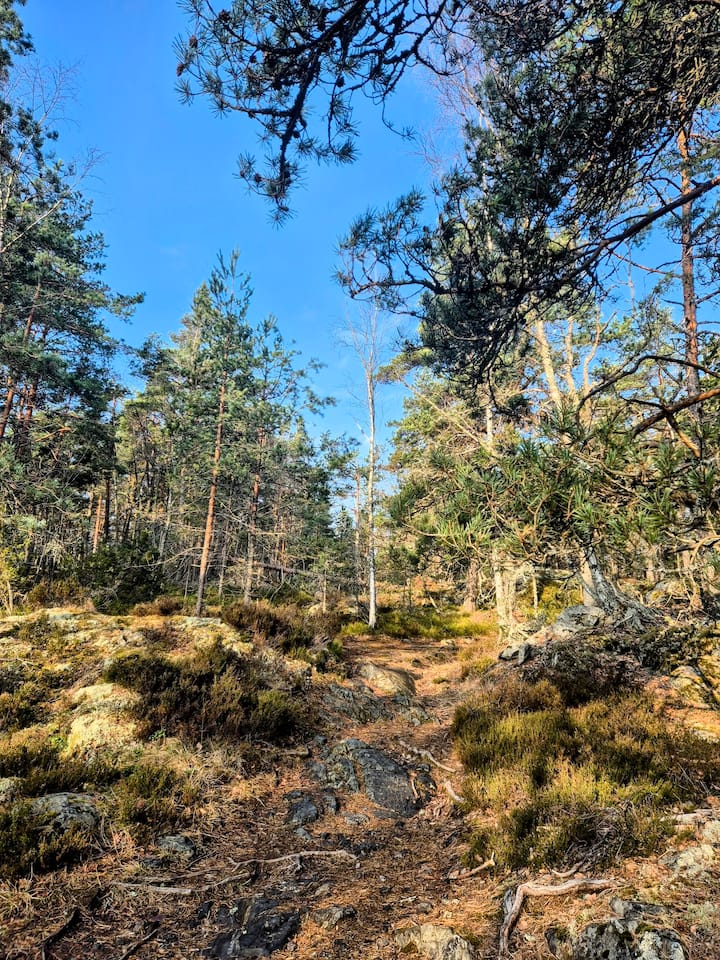 Paseo por los bosques suecos con un científico