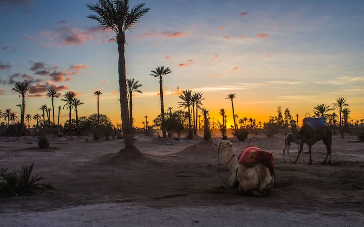 Shëtitje me deve në pyllin e palmave të Marrakeshit